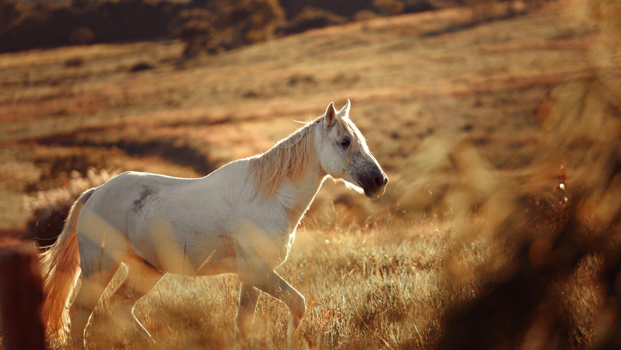Psychologický vplyv pravidelného cvičenia: Endorfíny, nálada a kognícia