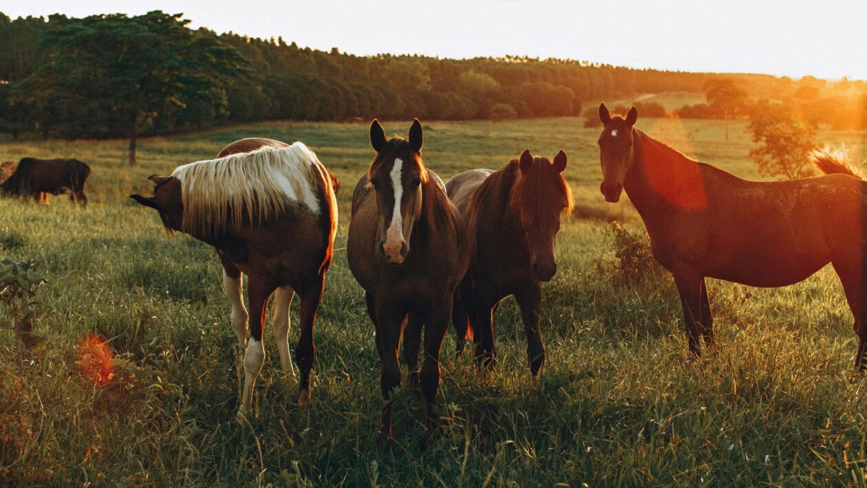 Optimálna pohybová aktivita podľa veku: Odporúčania pre deti, dospelých a seniorov