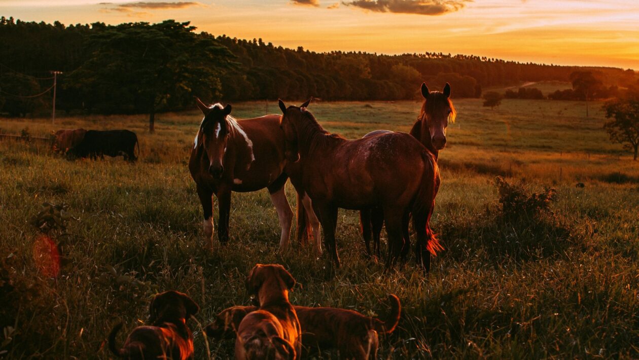 Nečinnosť ako rizikový faktor pre zdravie: Sedavý spôsob života a jeho dôsledky