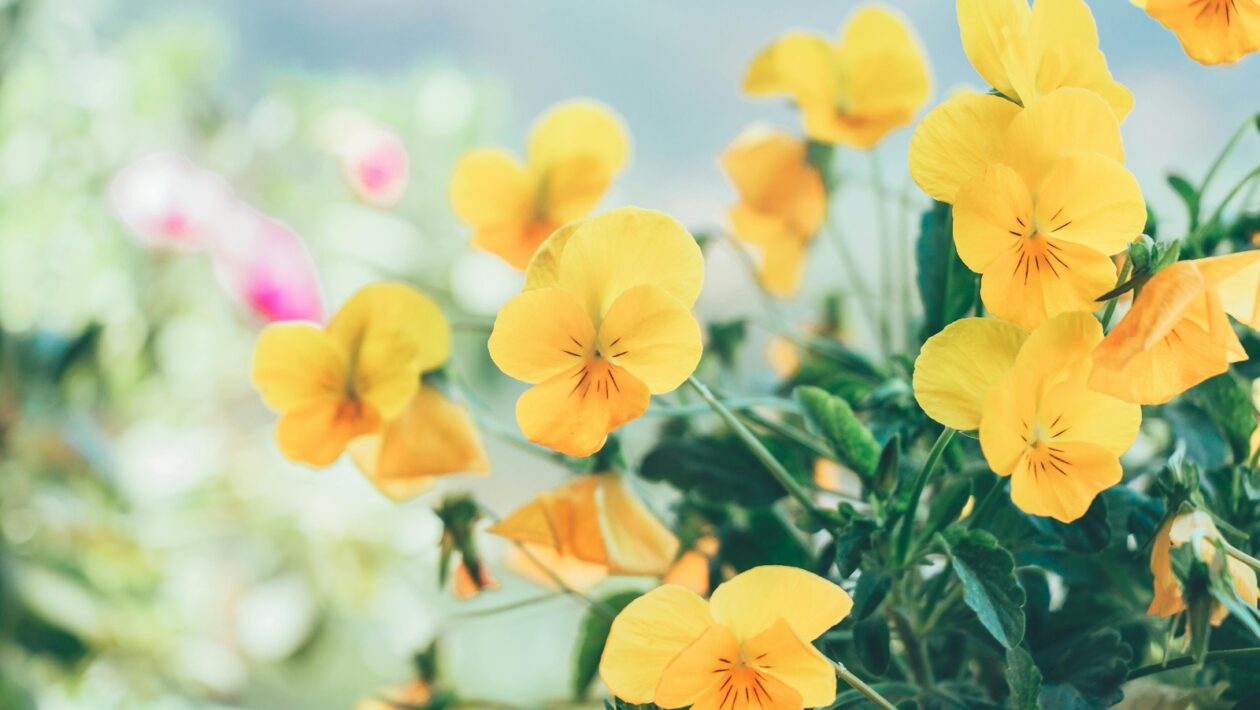 Základy meditácie a jej účinky na mozog: Mindfulness a neuroplasticita