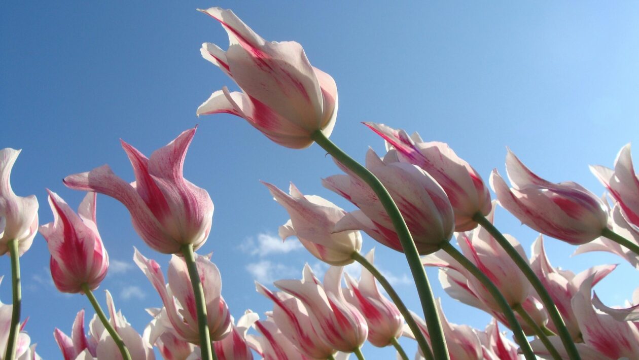 Vedecké štúdie o účinkoch meditácie: Empirické dôkazy a prínosy