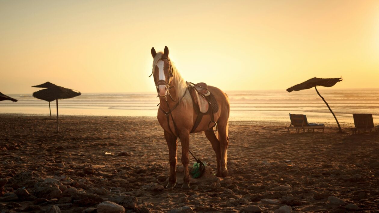 Pránájáma: Dychové techniky jogy – kontrola energie (prány)