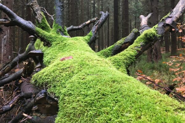 Slovensko čaká ďalšia vlna horúčav. Ľudia menia plány a hromadne sa hrnú do poľských hôr